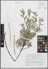 Foto von Salix repens subsp. arenaria (L.) Hiitonen